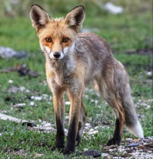 Kamuflajlı savcı saatlerce bekleyip fotoğraflıyor: Tetiğe değil, deklanşöre bas! - 2. Resim