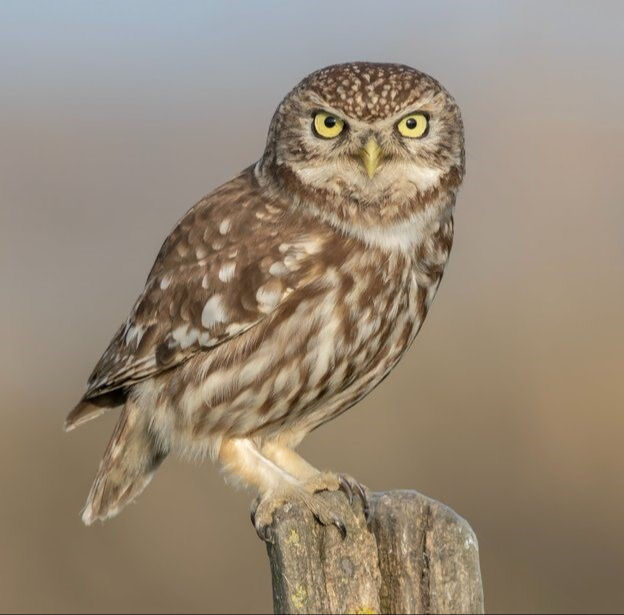 Kamuflajlı savcı saatlerce bekleyip fotoğraflıyor: Tetiğe değil, deklanşöre bas! - 1. Resim