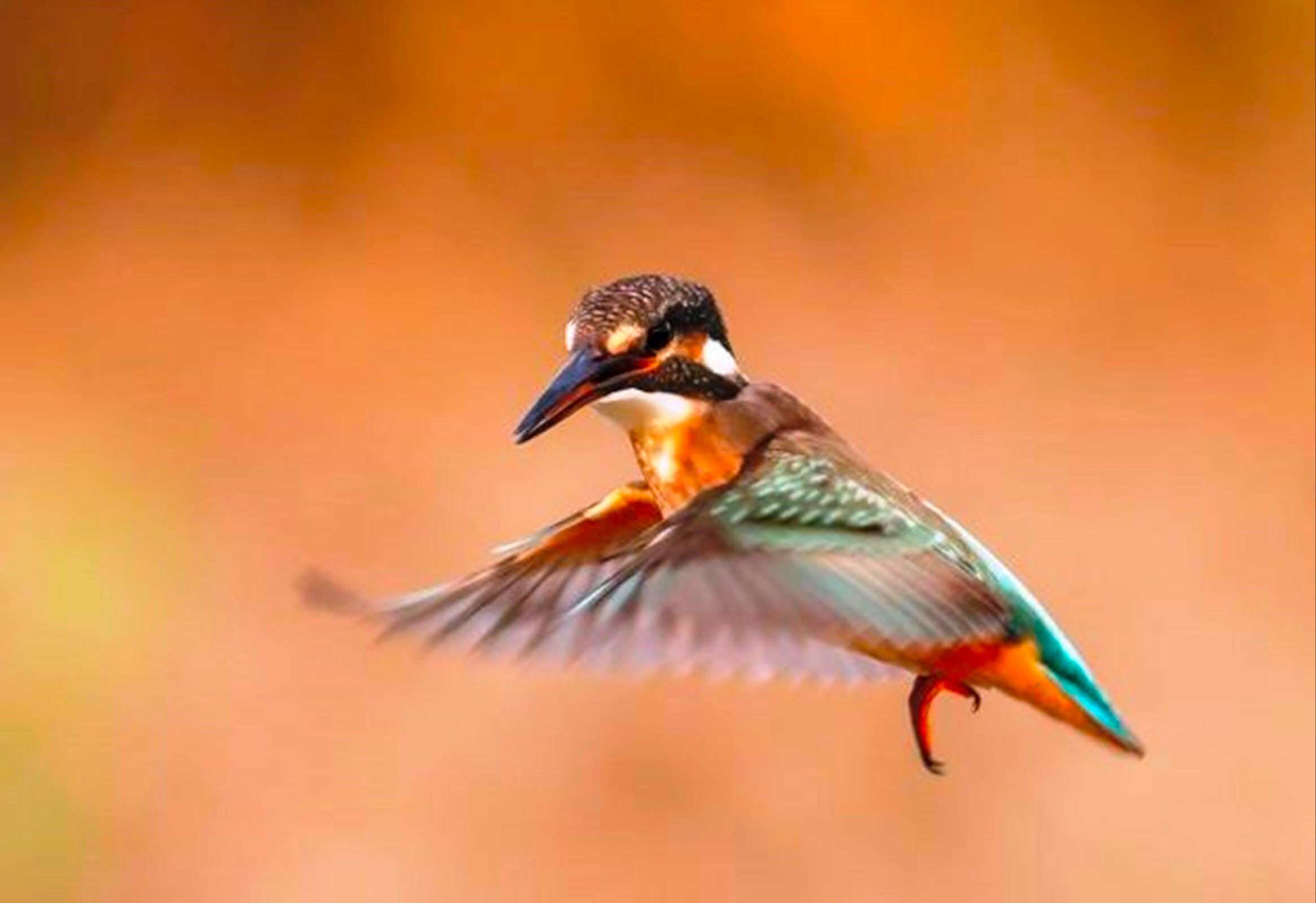 Kamuflajlı savcı saatlerce bekleyip fotoğraflıyor: Tetiğe değil, deklanşöre bas! - 4. Resim