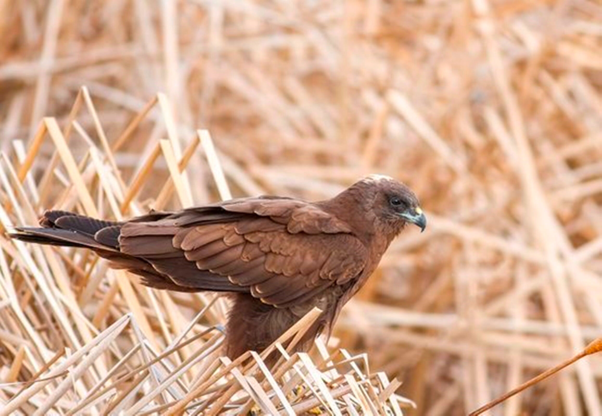 Kamuflajlı savcı saatlerce bekleyip fotoğraflıyor: Tetiğe değil, deklanşöre bas! - 6. Resim