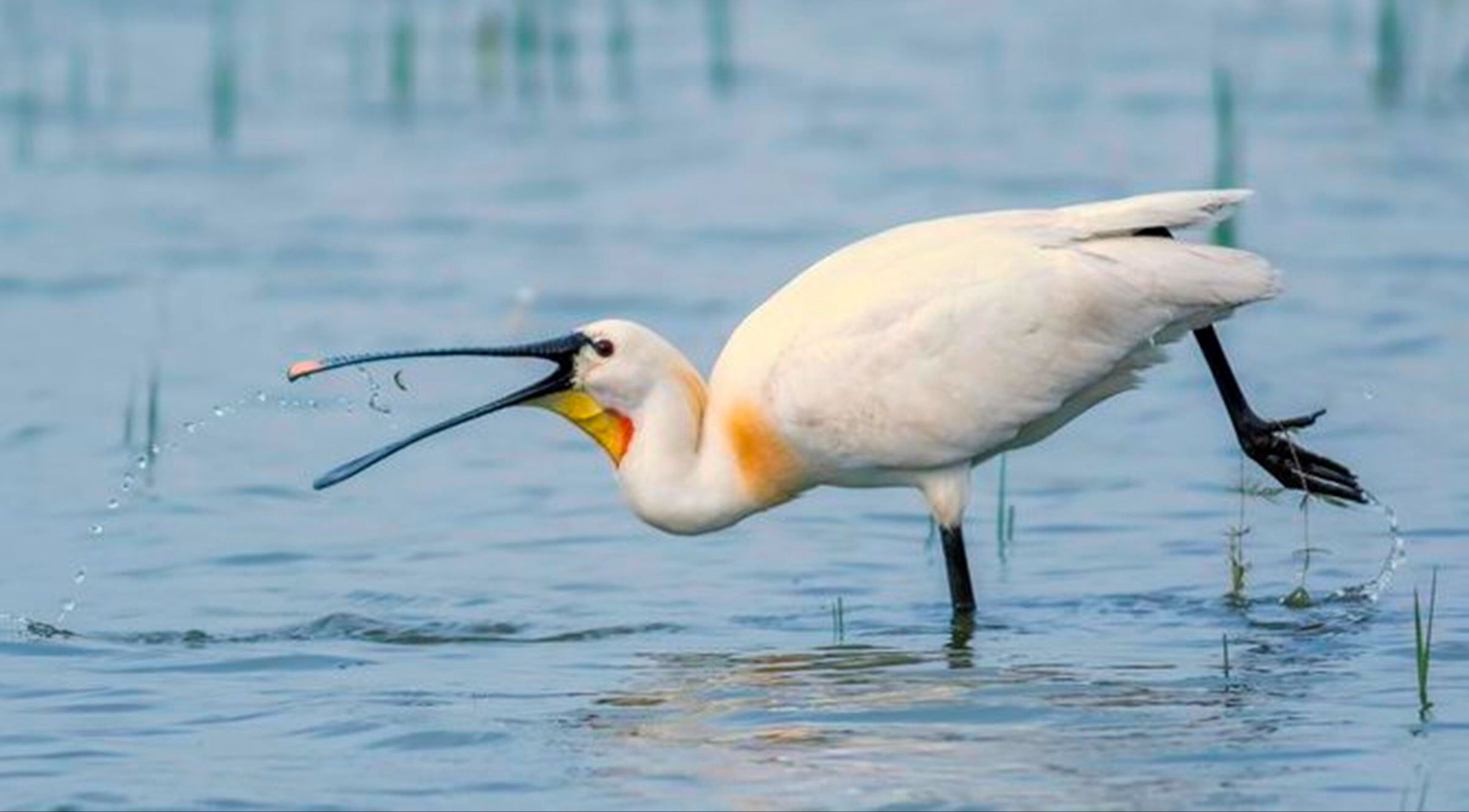 Kamuflajlı savcı saatlerce bekleyip fotoğraflıyor: Tetiğe değil, deklanşöre bas! - 3. Resim
