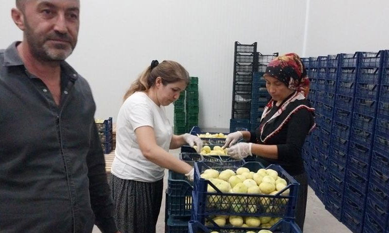 Kilosu 200 lirayı gördü! Mersin’in lezzeti dünyaya açıldı, tır tır ihracatı yapılıyor - 4. Resim