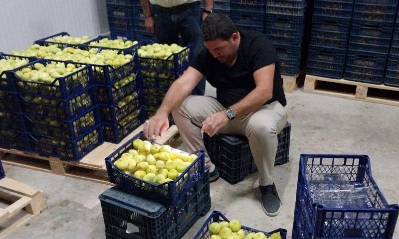 Kilosu 200 lirayı gördü! Mersin’in lezzeti dünyaya açıldı, tır tır ihracatı yapılıyor - 3. Resim