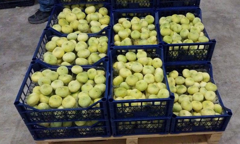 Kilosu 200 lirayı gördü! Mersin’in lezzeti dünyaya açıldı, tır tır ihracatı yapılıyor - 1. Resim