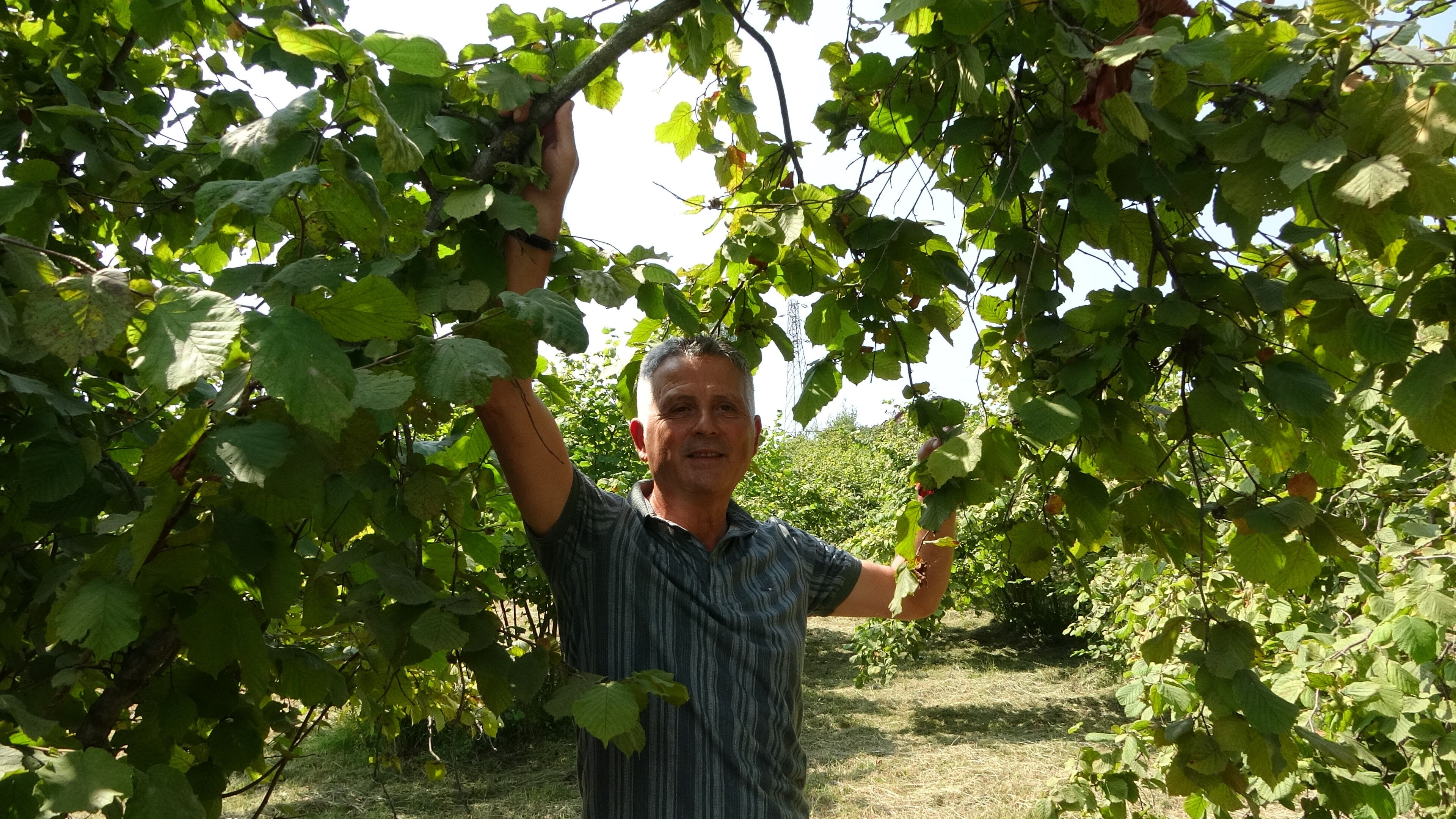 O tarih sektörü ayağa kaldırdı: Fındık hasadı tartışma konusu oldu! 'Eğer rekolte tespiti yapılırsa...' - 1. Resim