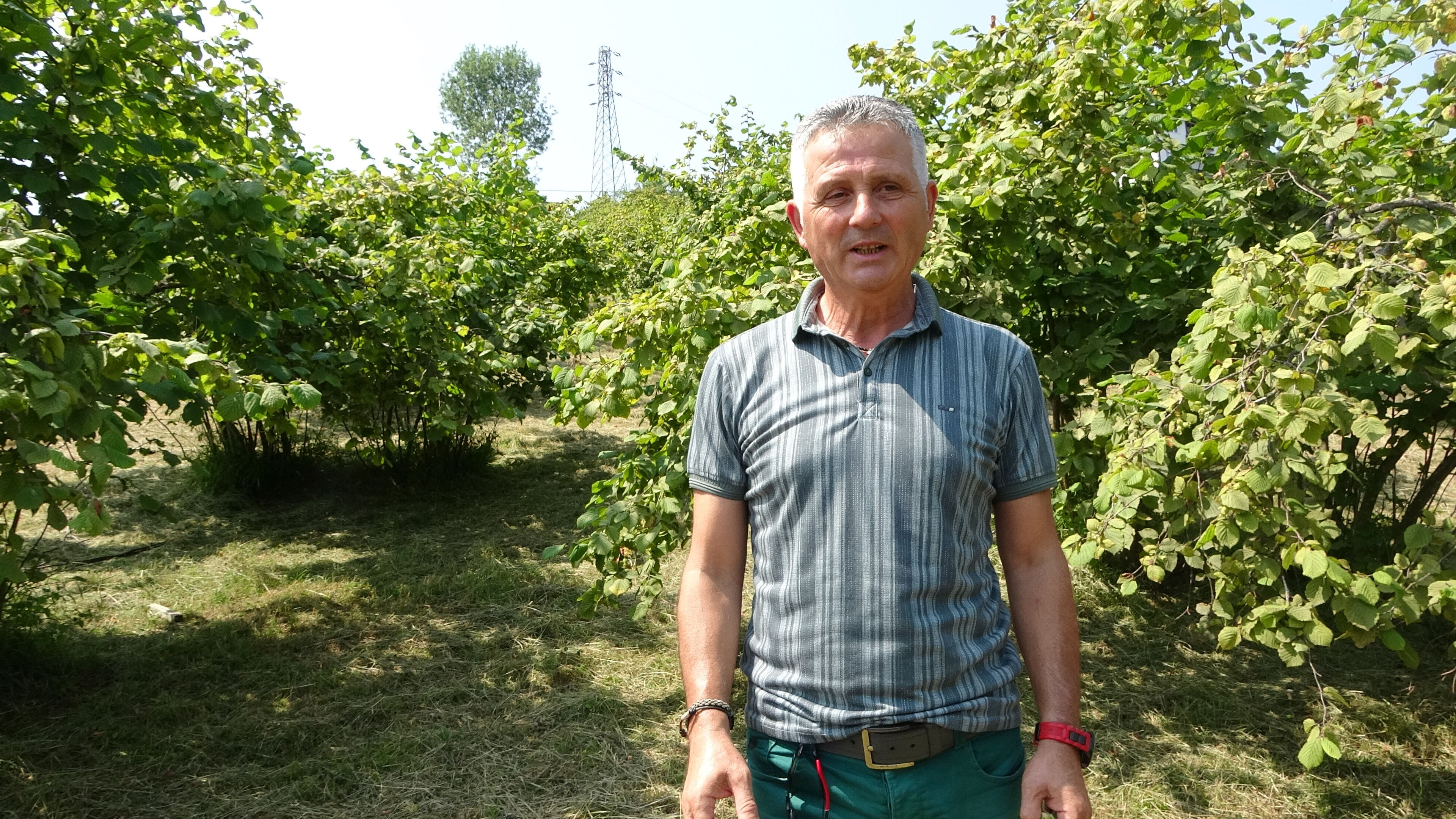 O tarih sektörü ayağa kaldırdı: Fındık hasadı tartışma konusu oldu! 'Eğer rekolte tespiti yapılırsa...' - 3. Resim