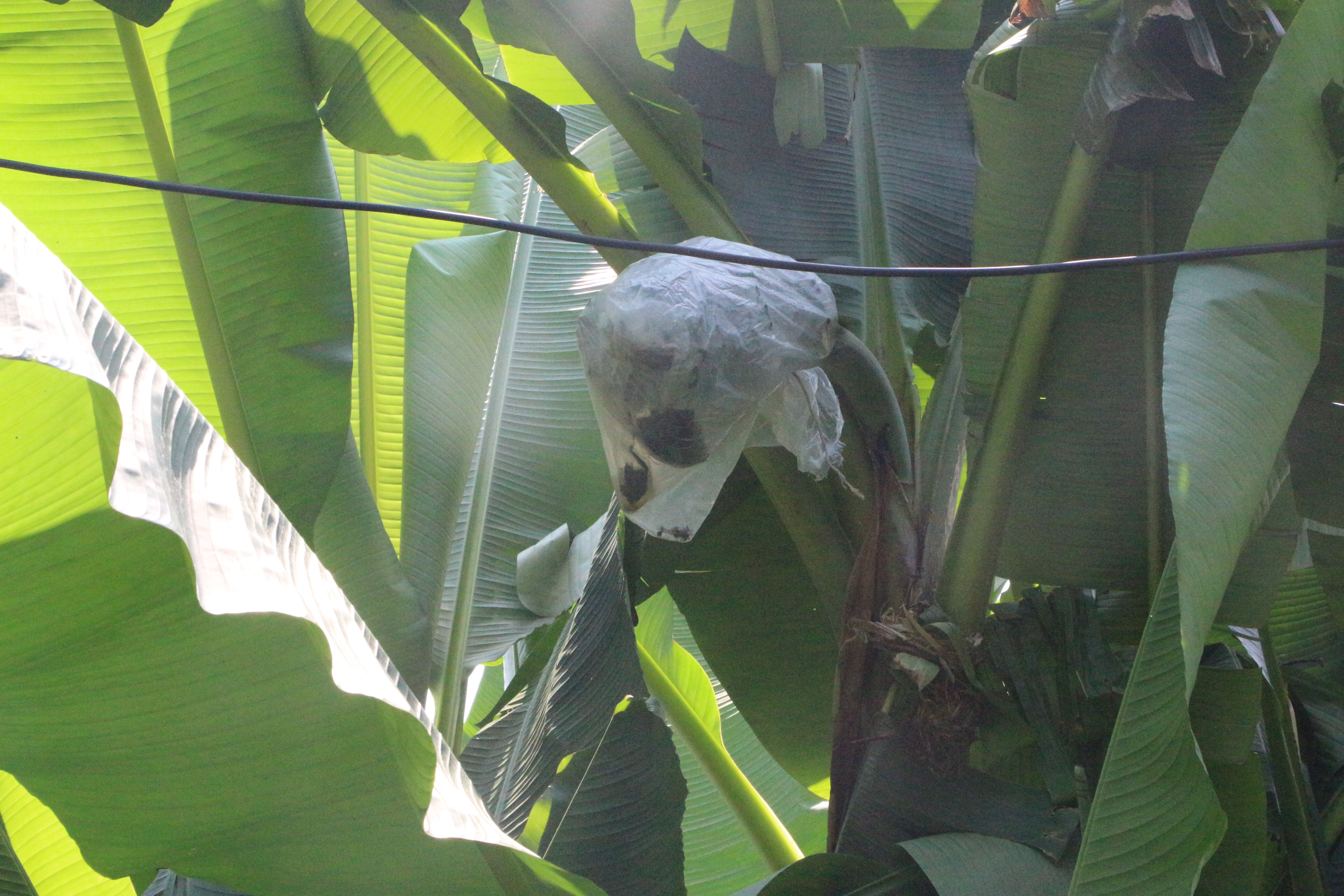 Rizeli Sultan inat etti, başardı! Poşetle 'yapılmaz' denileni yaptı Rizeli Sultan inat etti, başardı! Poşetle 'yapılmaz' denileni yaptı - 2. Resim