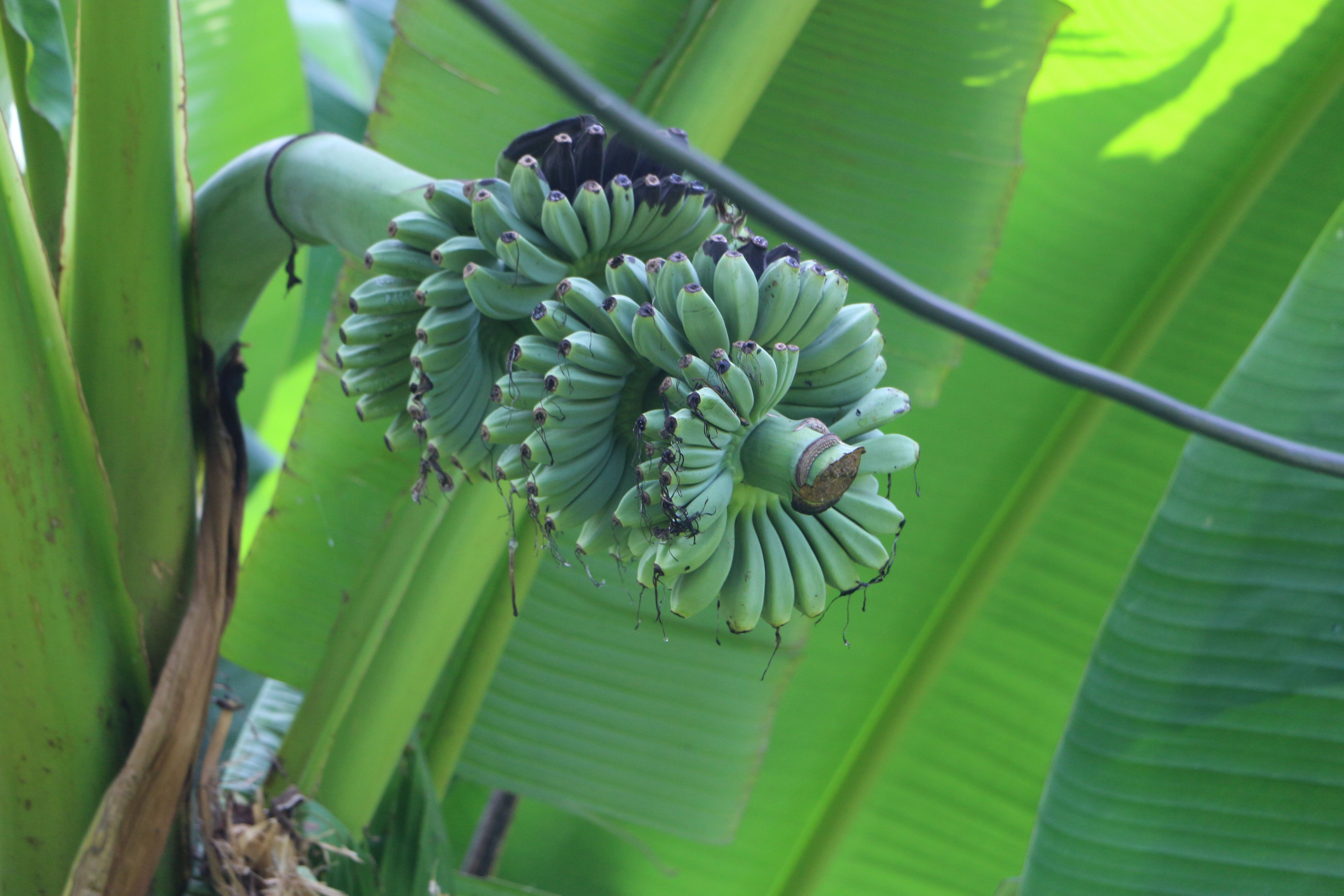 Rizeli Sultan inat etti, başardı! Poşetle 'yapılmaz' denileni yaptı Rizeli Sultan inat etti, başardı! Poşetle 'yapılmaz' denileni yaptı - 1. Resim