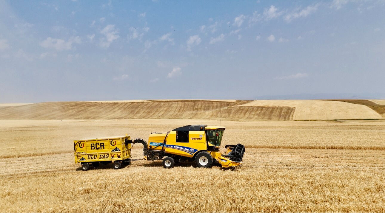 1.7 milyon dekarlık alana ekilmişti, hasat başladı! 440 bin ton ürün alınacak - 2. Resim