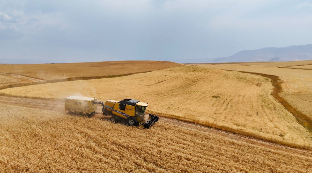 1.7 milyon dekarlık alana ekilmişti, hasat başladı! 440 bin ton ürün alınacak - 1. Resim