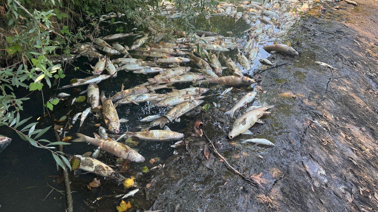 Bartın Irmağı'ndan korkutan görüntü geldi, balık tutmak yasaklandı! Bartın Irmağı'ndan korkutan görüntü geldi, balık tutmak yasaklandı! - 1. Resim