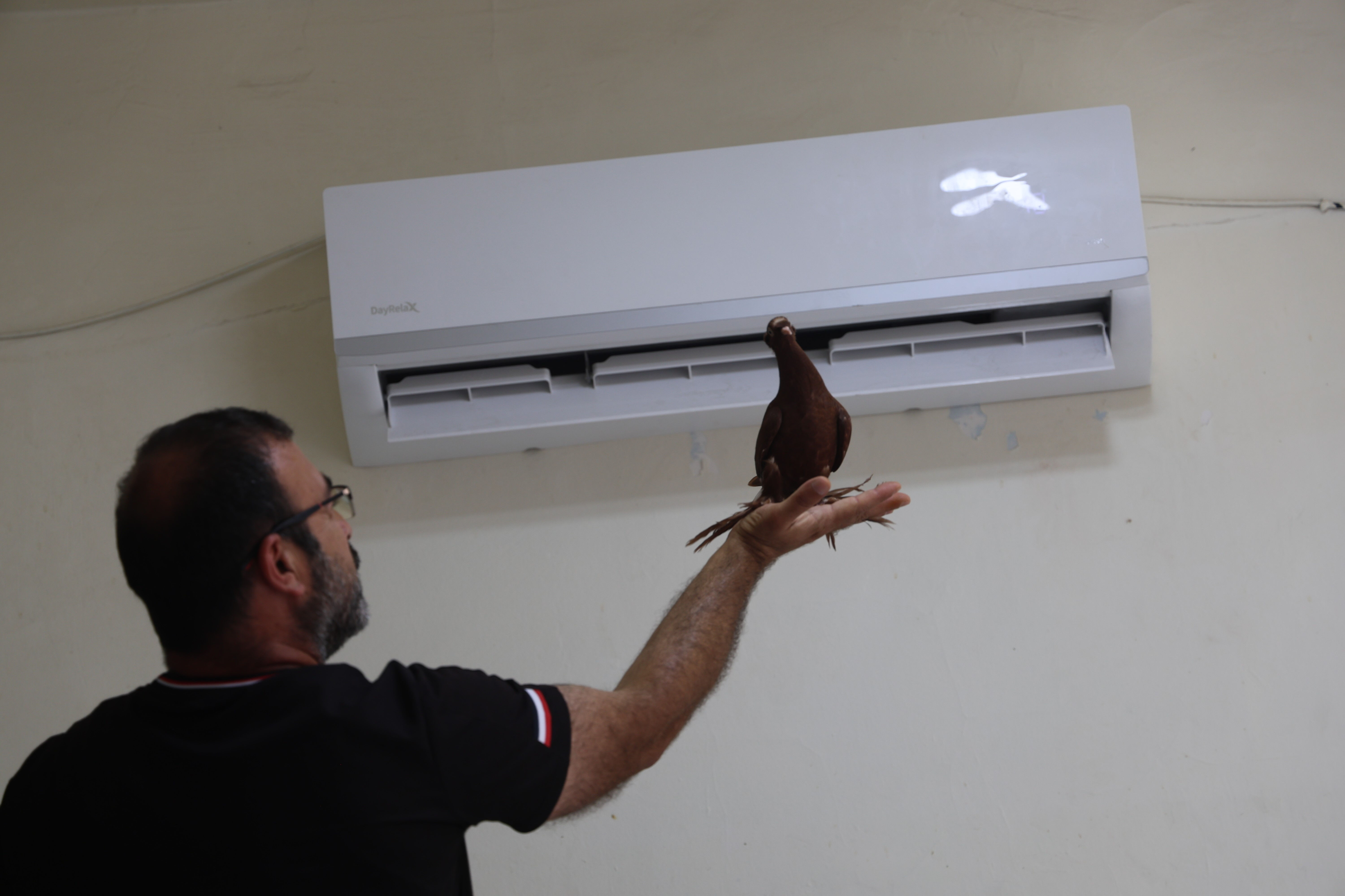 Bu otelde güvercinlere 5 yıldızlı hizmet var! Klima açık, banyolar hazır Bu otelde güvercinlere 5 yıldızlı hizmet var! Klima açık, banyolar hazır - 1. Resim