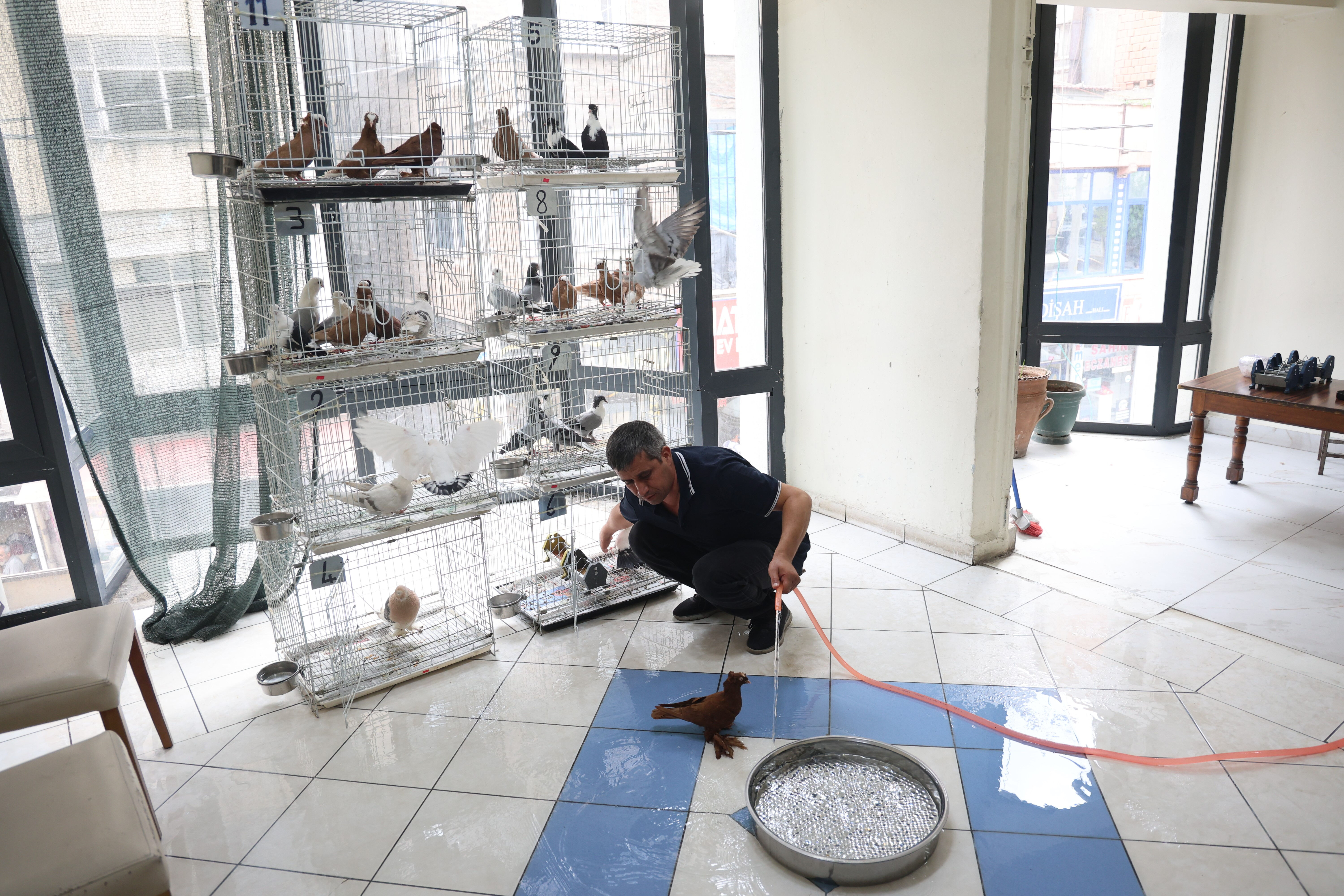 Bu otelde güvercinlere 5 yıldızlı hizmet var! Klima açık, banyolar hazır Bu otelde güvercinlere 5 yıldızlı hizmet var! Klima açık, banyolar hazır - 3. Resim