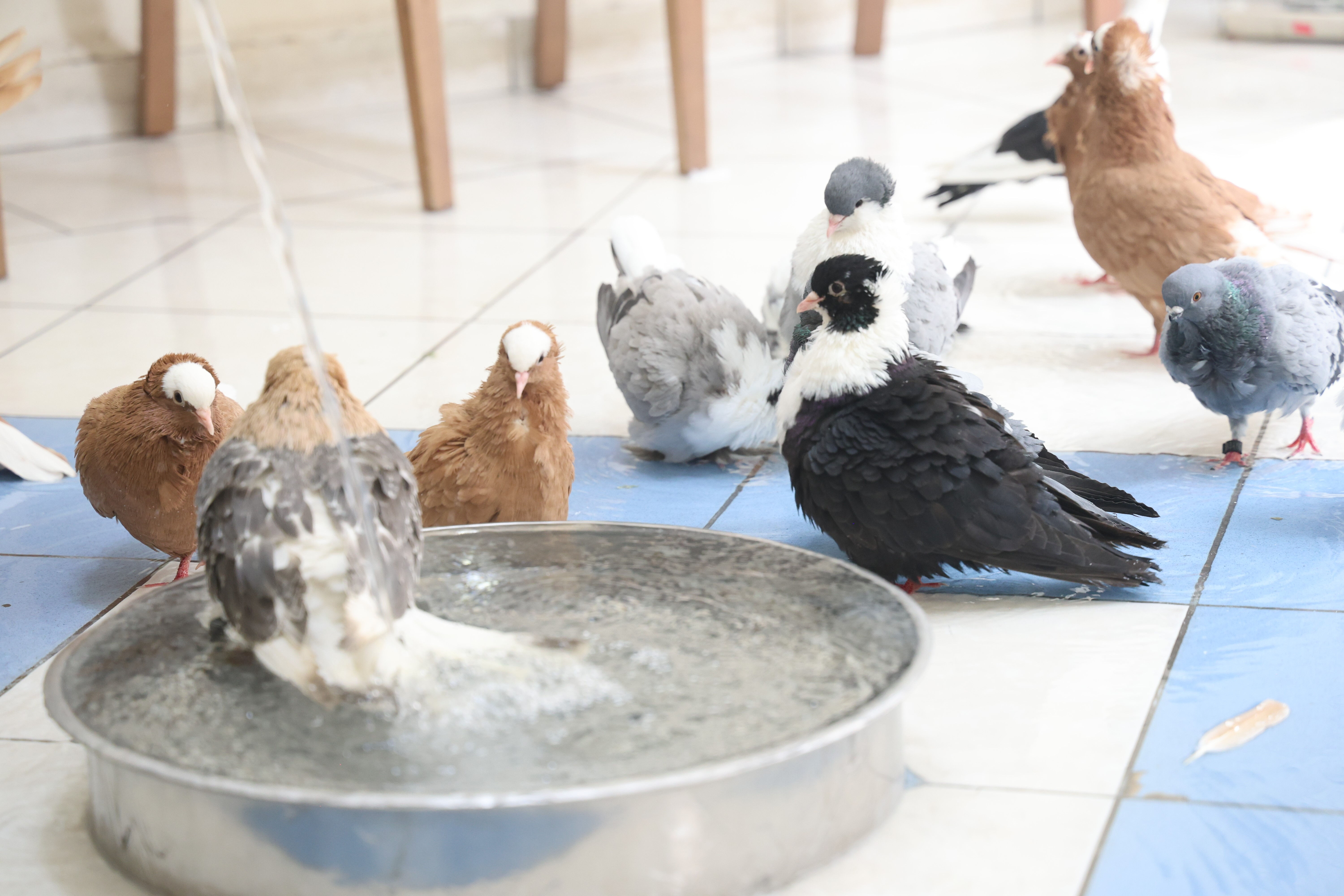 Bu otelde güvercinlere 5 yıldızlı hizmet var! Klima açık, banyolar hazır Bu otelde güvercinlere 5 yıldızlı hizmet var! Klima açık, banyolar hazır - 2. Resim