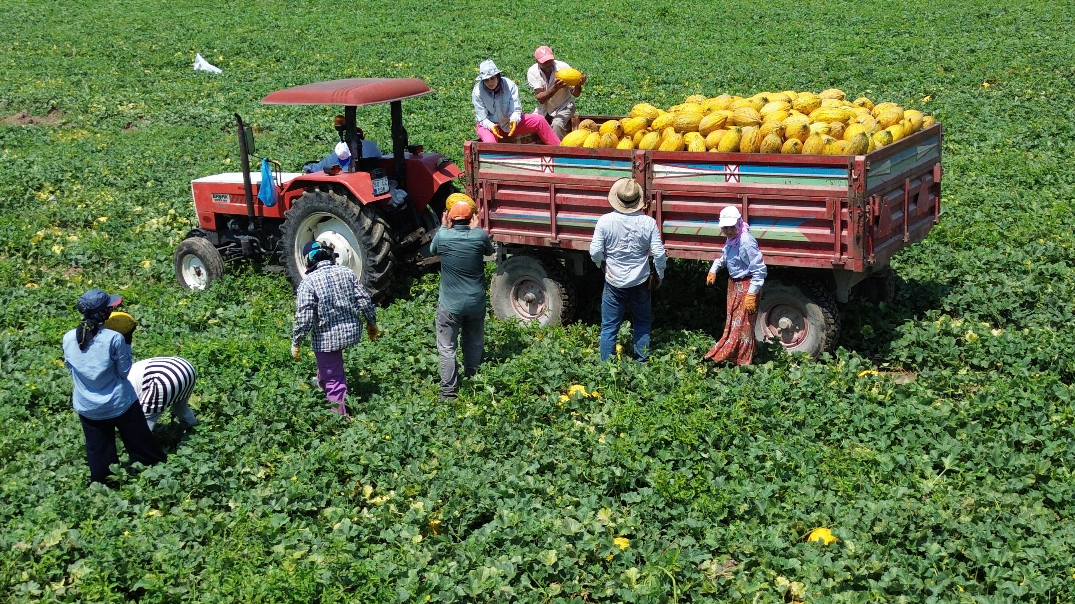 Bu yıl 50 bin ton hasat alınacak! Tarlada tanesi 15 lira Bu yıl 50 bin ton hasat alınacak! Tarlada tanesi 15 lira - 3. Resim