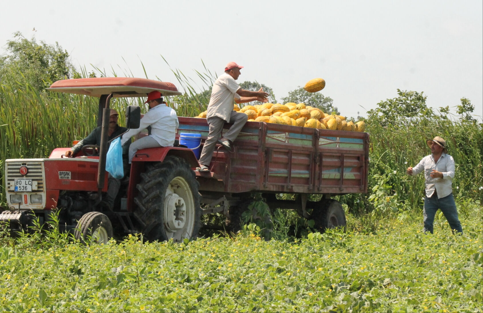 Bu yıl 50 bin ton hasat alınacak! Tarlada tanesi 15 lira Bu yıl 50 bin ton hasat alınacak! Tarlada tanesi 15 lira - 2. Resim