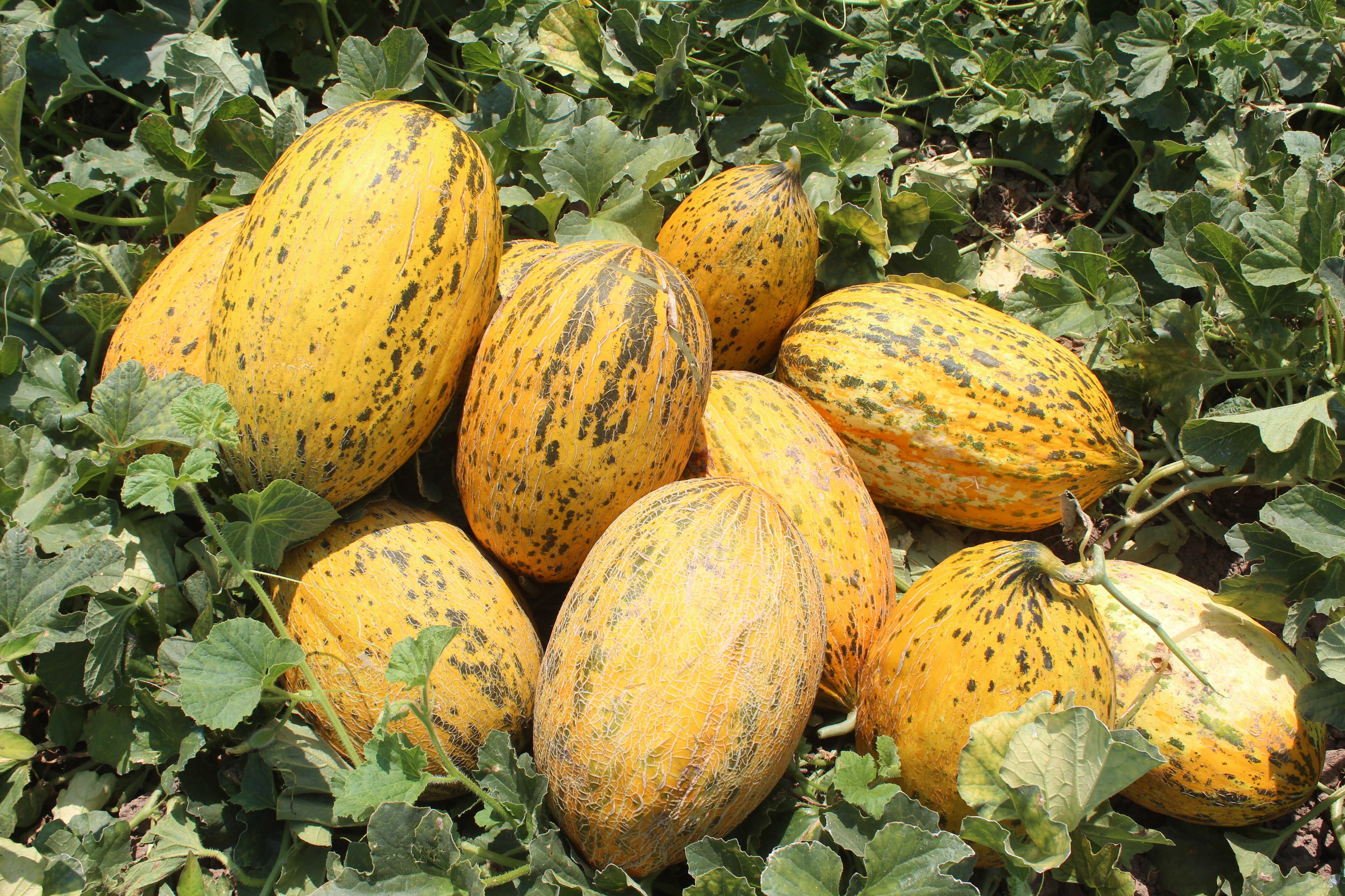 Bu yıl 50 bin ton hasat alınacak! Tarlada tanesi 15 lira Bu yıl 50 bin ton hasat alınacak! Tarlada tanesi 15 lira - 4. Resim