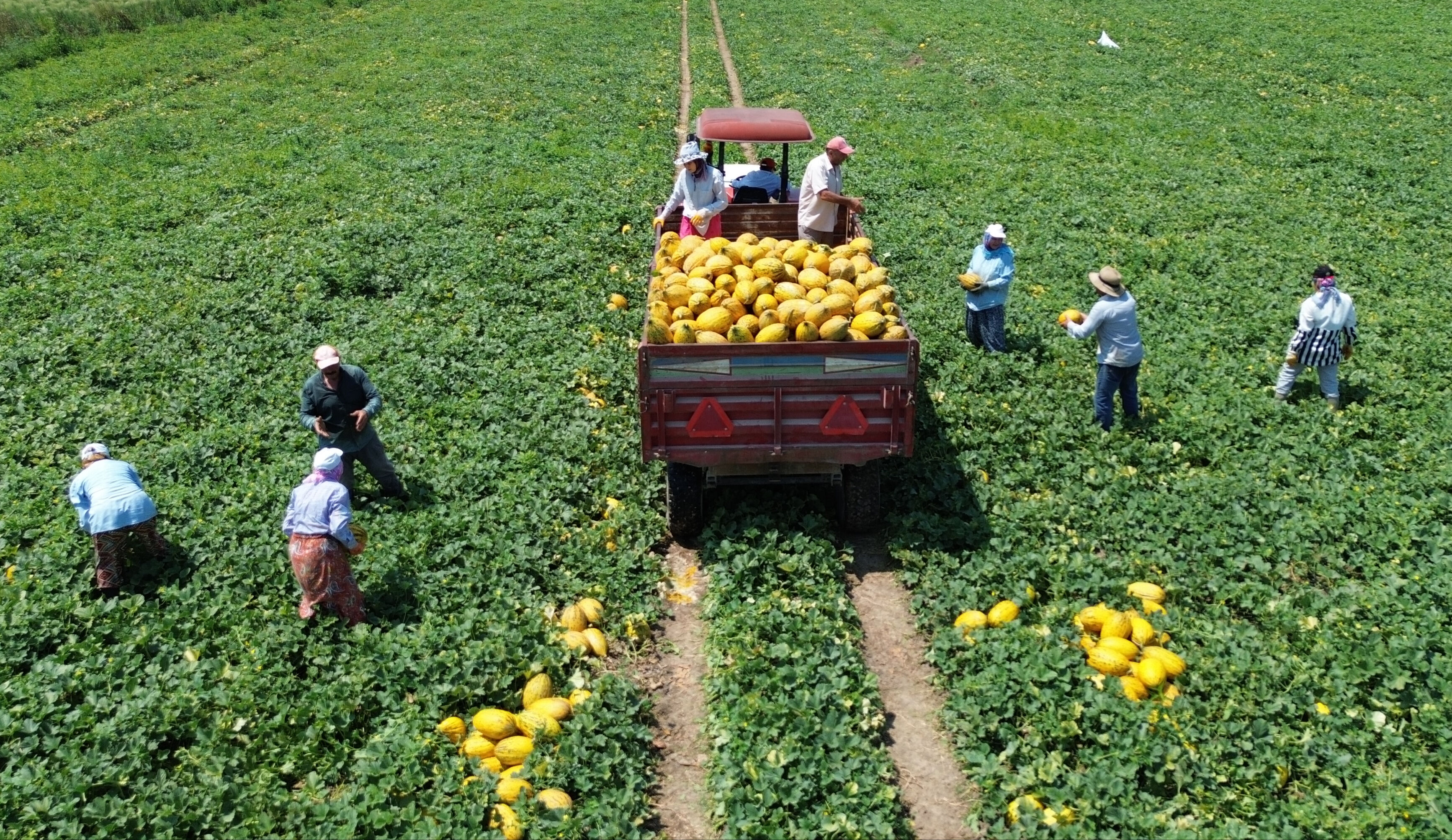 Bu yıl 50 bin ton hasat alınacak! Tarlada tanesi 15 lira Bu yıl 50 bin ton hasat alınacak! Tarlada tanesi 15 lira - 1. Resim