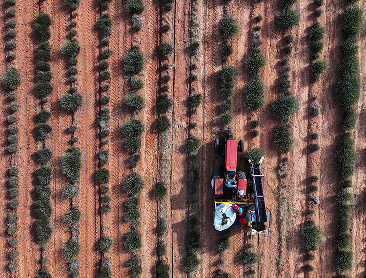 Konya'da çorak araziye ektiler: Yılda 3 ton üretiyorlar, litresini 2 bin 500 liradan satıyorlar Devlet destek verdi! Konya'da kıraç araziye ektiler, paraya para demiyorlar - 3. Resim
