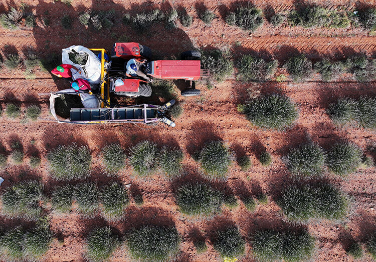 Konya'da çorak araziye ektiler: Yılda 3 ton üretiyorlar, litresini 2 bin 500 liradan satıyorlar Devlet destek verdi! Konya'da kıraç araziye ektiler, paraya para demiyorlar - 1. Resim