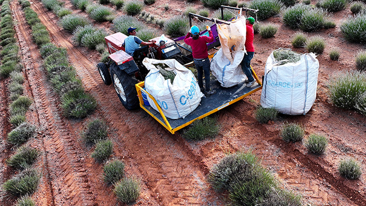 Konya'da çorak araziye ektiler: Yılda 3 ton üretiyorlar, litresini 2 bin 500 liradan satıyorlar Konya'da çorak araziye ektiler: Yılda 3 ton üretiyorlar, litresini 2 bin 500 liradan satıyorlar - 2. Resim