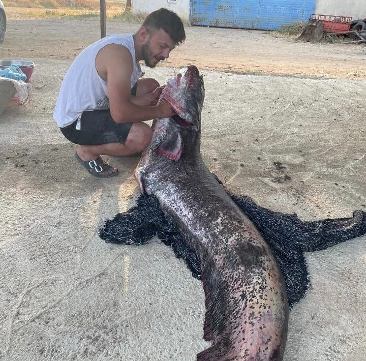 Meriç Nehri'nden oltayla devasa yayın balığı yakaladılar! Ağırlığı tam 73 kilo Meriç Nehri'nden oltayla devasa yayın balığı yakaladılar! Ağırlığı tam 73 kilo - 1. Resim
