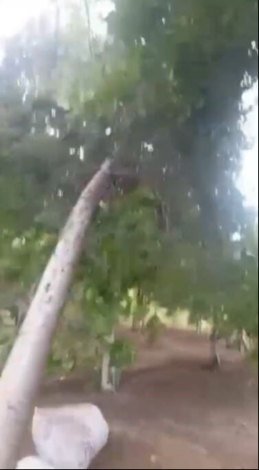 Olay anlar... Şanlıurfa’da 50 derece yetmedi, bir de fırtına geldi! Çiftçiler kaçacak yer aradı Olay anlar... Şanlıurfa’da 50 derece yetmedi, bir de fırtına geldi! Çiftçiler kaçacak yer aradı - 1. Resim