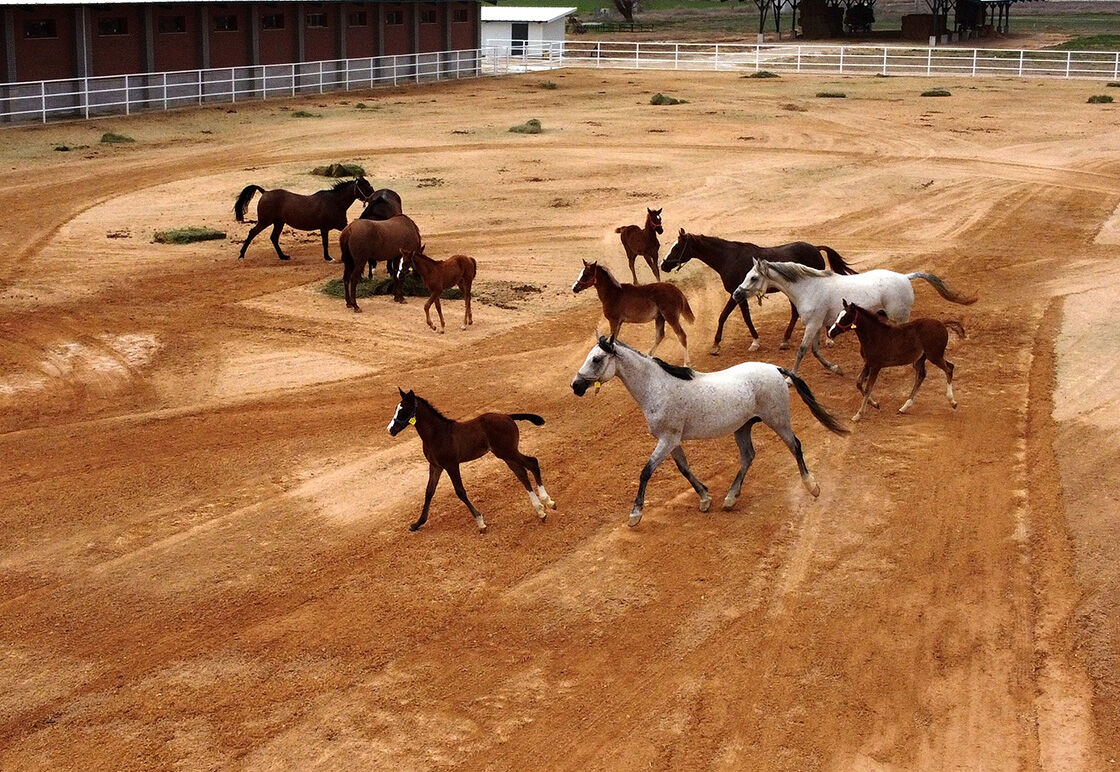 Peynir ekmek gibi satıp 45 milyon TL kazandılar! Kiminin adı "Taşkın Kral", kiminin ise "Yayla Çiçeği" - 2. Resim