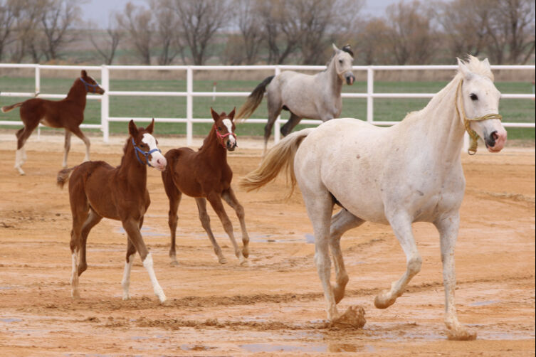 Peynir ekmek gibi satıp 45 milyon TL kazandılar! Kiminin adı "Taşkın Kral", kiminin ise "Yayla Çiçeği" - 1. Resim