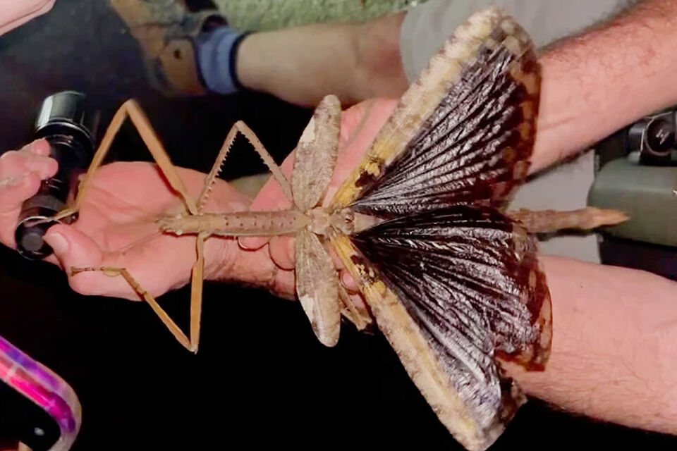 Uzunluğu 40 santimetre, ağırlığı 44 gram! Yeni çekirge türü keşfedildi - 2. Resim