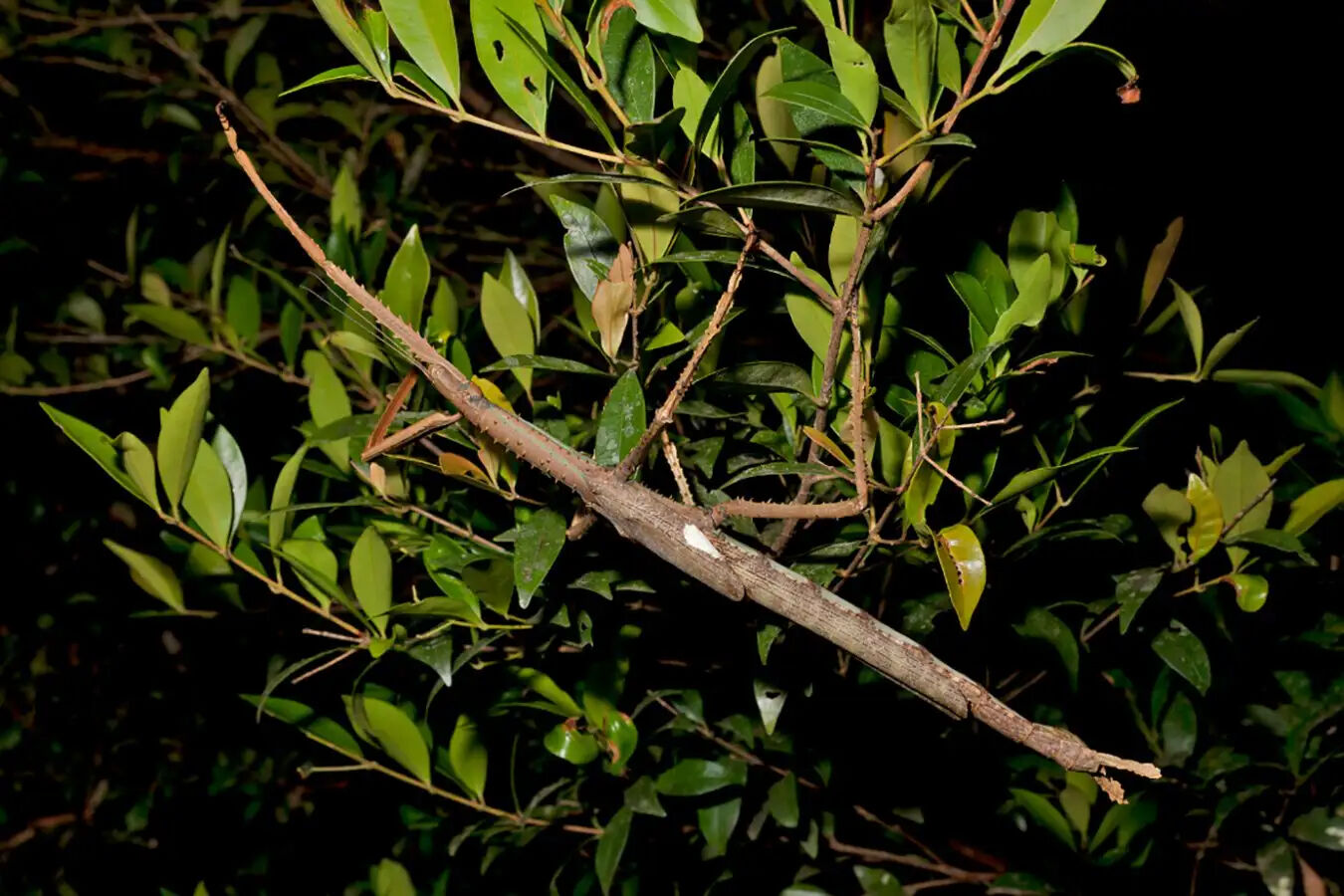 Uzunluğu 40 santimetre, ağırlığı 44 gram! Yeni çekirge türü keşfedildi - 1. Resim