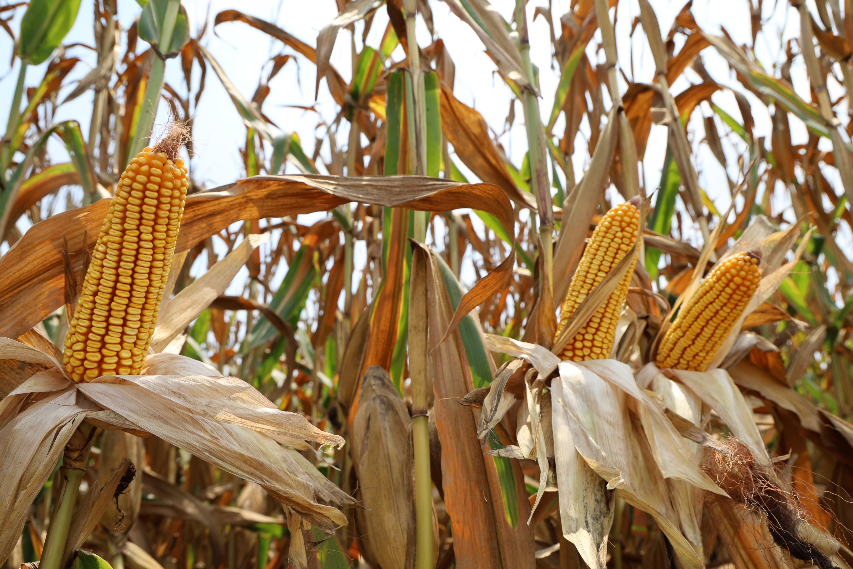 Verimi buğdaydan daha iyi! Üreticinin yüzü gülüyor, rekolte 1800 kilogramın üstünde Verimi buğdaydan daha iyi! Üreticinin yüzü gülüyor - 1. Resim