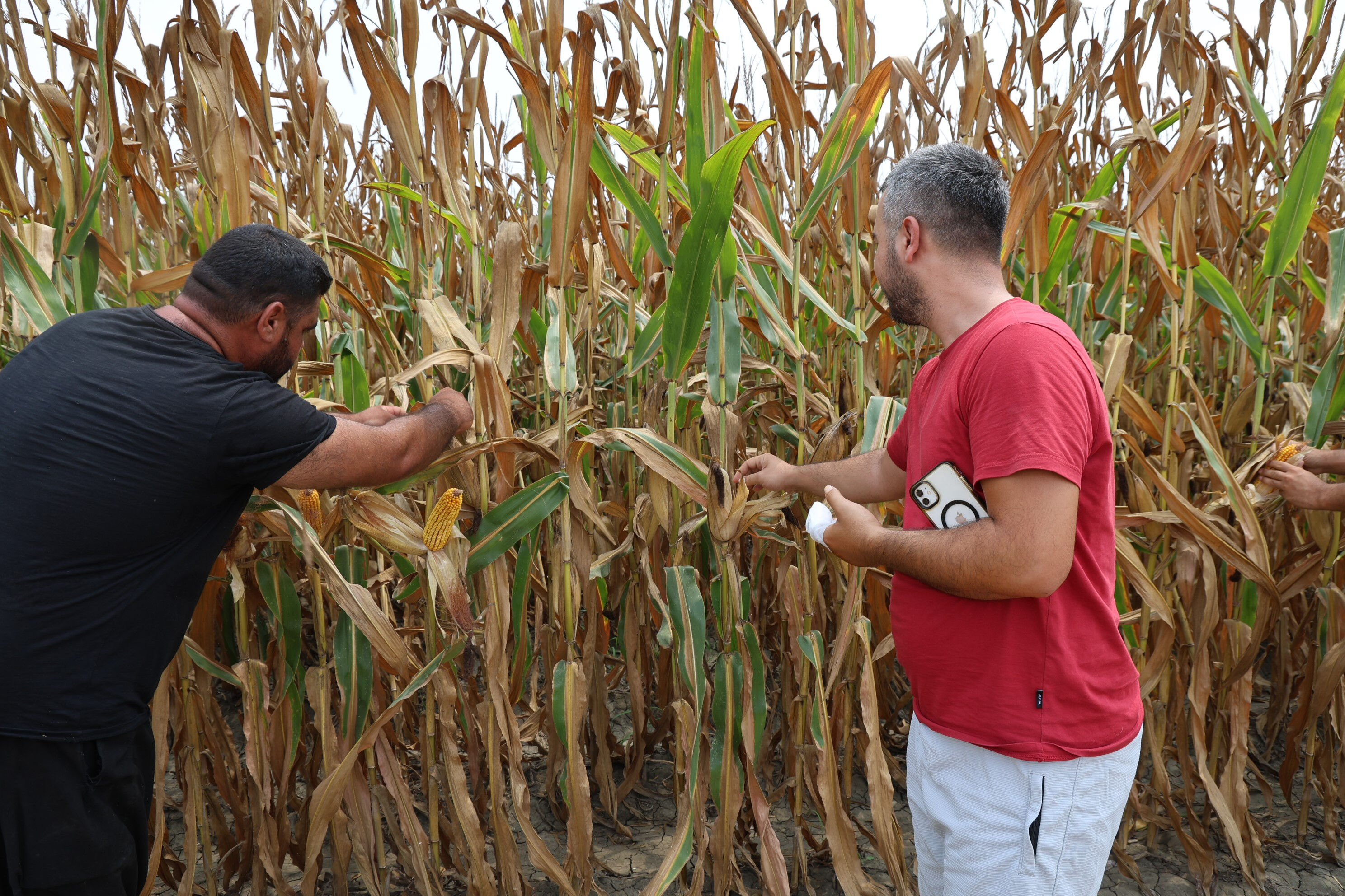 Verimi buğdaydan daha iyi! Üreticinin yüzü gülüyor, rekolte 1800 kilogramın üstünde Verimi buğdaydan daha iyi! Üreticinin yüzü gülüyor - 2. Resim