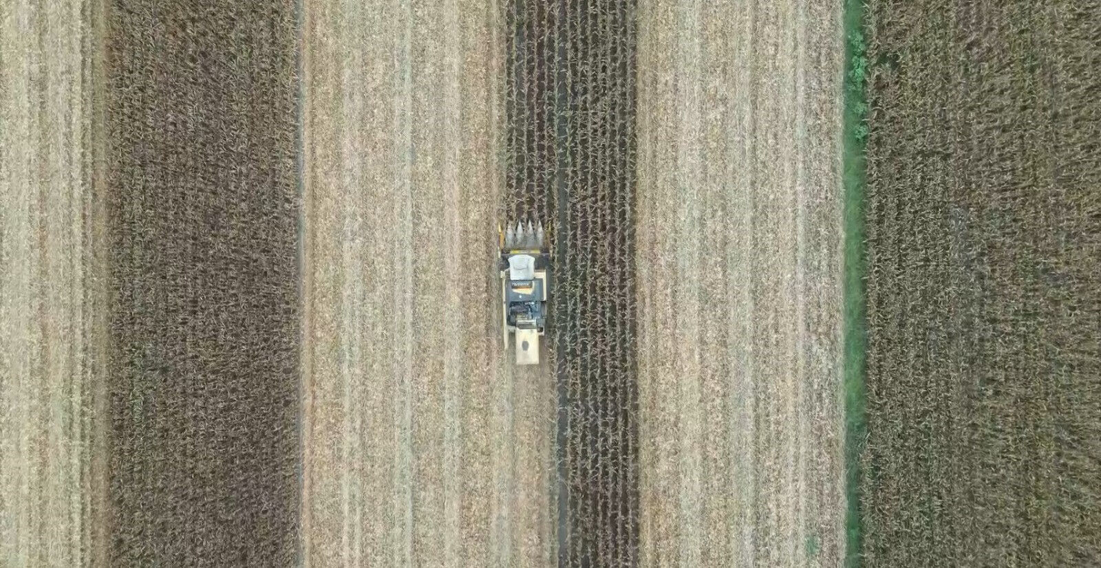 Verimi buğdaydan daha iyi! Üreticinin yüzü gülüyor, rekolte 1800 kilogramın üstünde Verimi buğdaydan daha iyi! Üreticinin yüzü gülüyor - 4. Resim