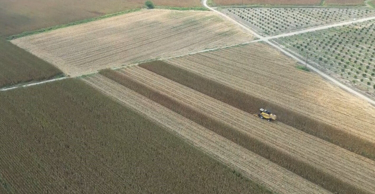 Verimi buğdaydan daha iyi! Üreticinin yüzü gülüyor, rekolte 1800 kilogramın üstünde Verimi buğdaydan daha iyi! Üreticinin yüzü gülüyor - 3. Resim