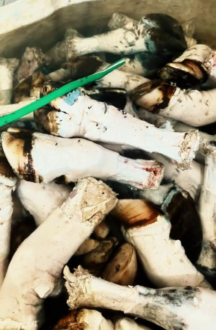 Yine Adana yine gıda skandalı! Vatandaşa yedireceklerdi, 5 ton yakalandı - 2. Resim