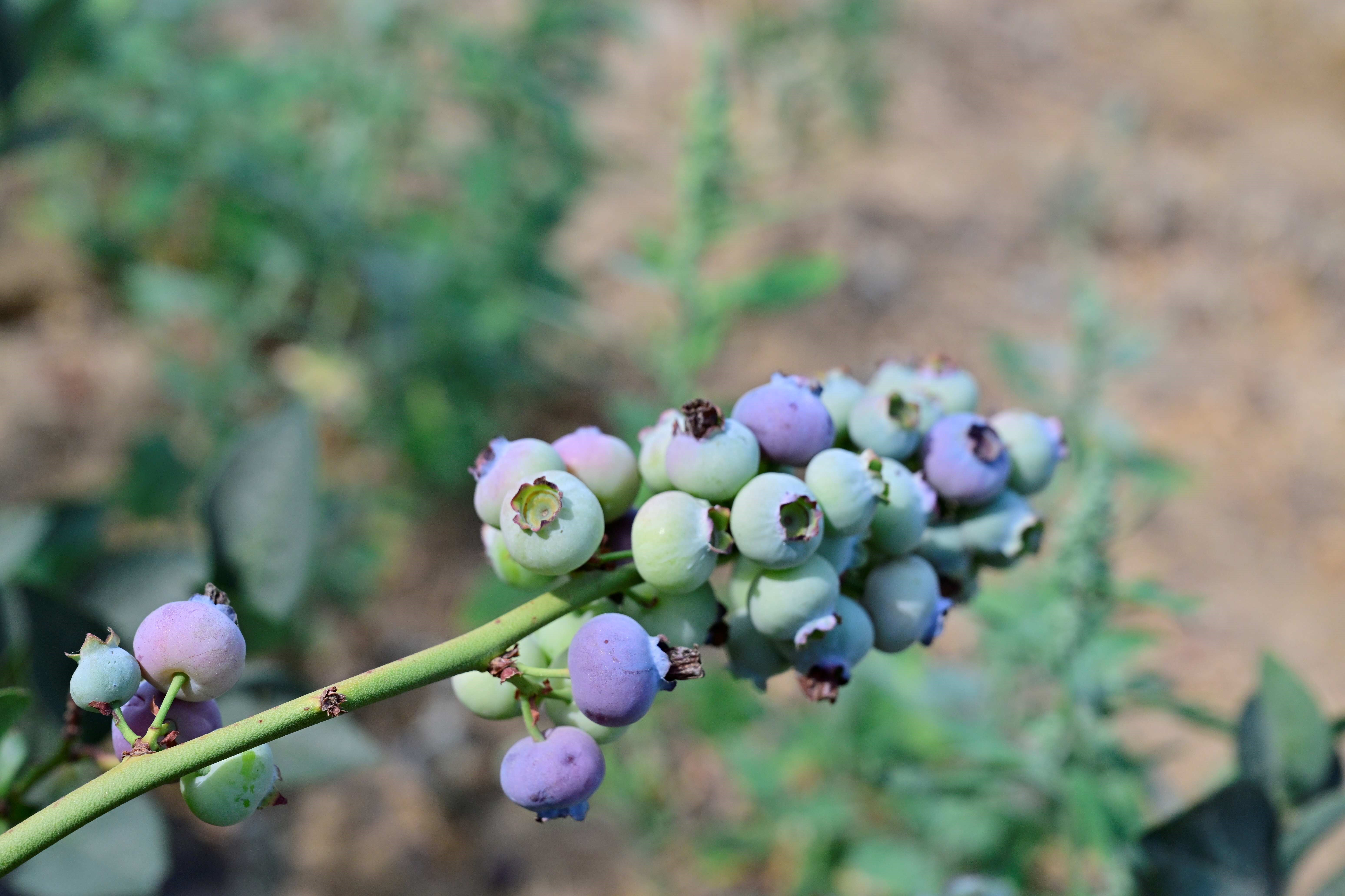 Çiftçi inat etti, 3 yılın sonunda hasadını yaptı: Kilosu 400 lira... 8 yılın sonunda 20'ye katlanacak - 2. Resim
