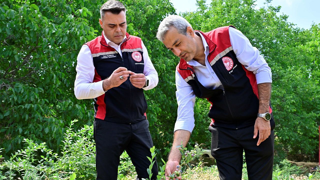 Çiftçi inat etti, 3 yılın sonunda hasadını yaptı: Kilosu 400 lira... 8 yılın sonunda 20'ye katlanacak Çiftçi inat etti, 3 yılın sonunda hasadını yaptı: Kilosu 400 lira... 8 yılın sonunda 20'ye katlanacak