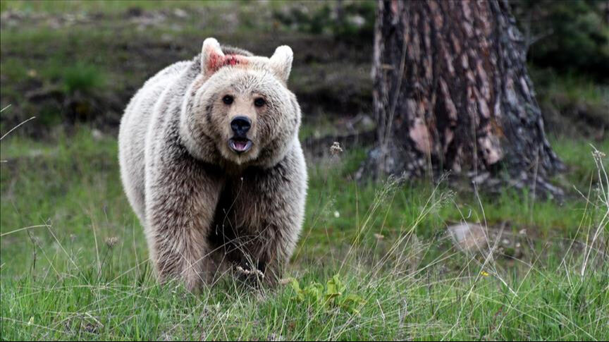 Japonya'da huzurevinin önünde facia! 73 yaşındaki kadın kanlar içinde kaldı Japonya'da huzurevinin önünde facia! 73 yaşındaki kadın kanlar içinde kaldı - 1. Resim