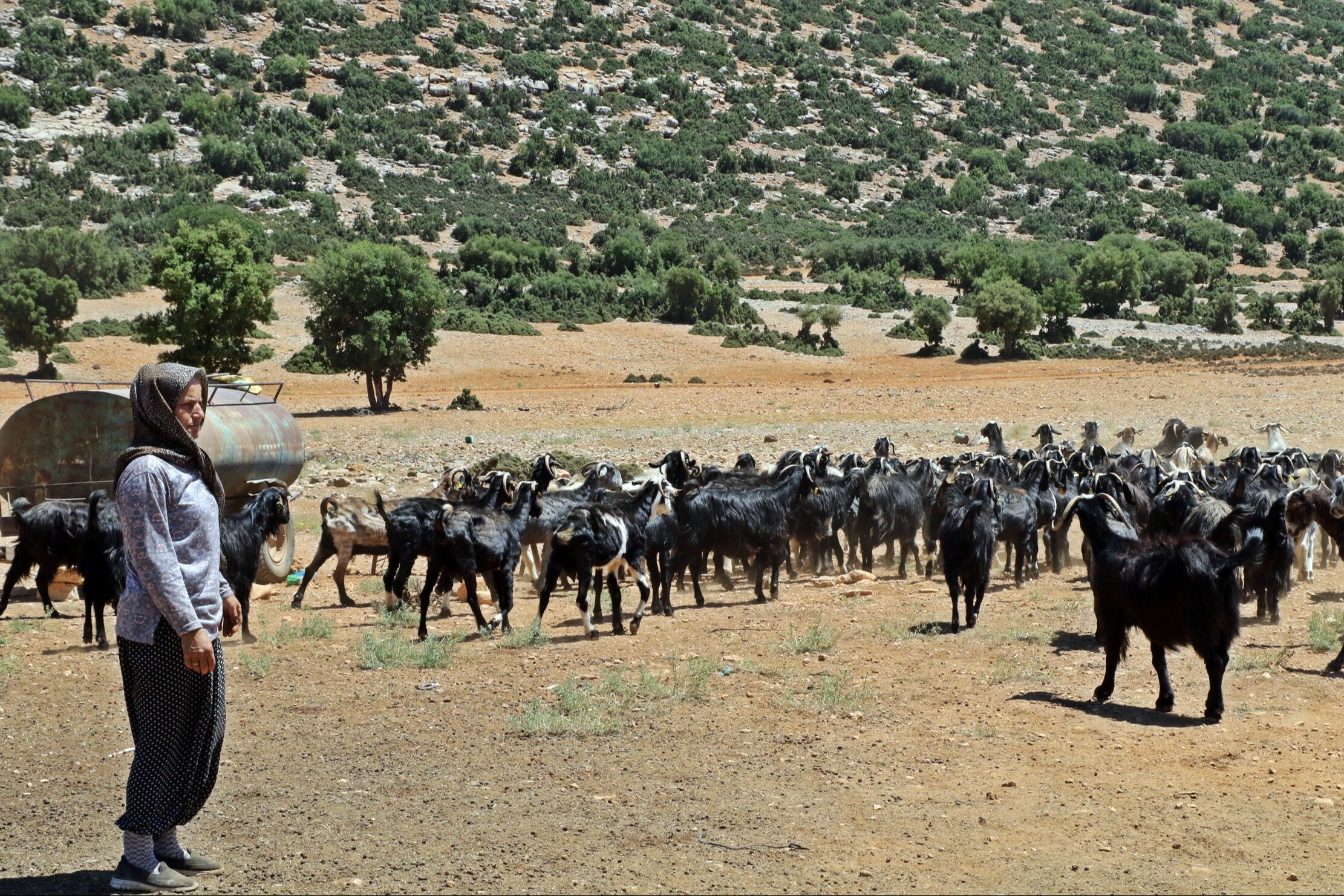 Sürüsünü korumak için bunu da yaptı! İnternetten izlediği videolarla öğrendi, görenler şaşkına döndü Sürüsünü korumak için bunu da yaptı! İnternetten izlediği videolarla öğrendi, görenler şaşkına döndü - 4. Resim