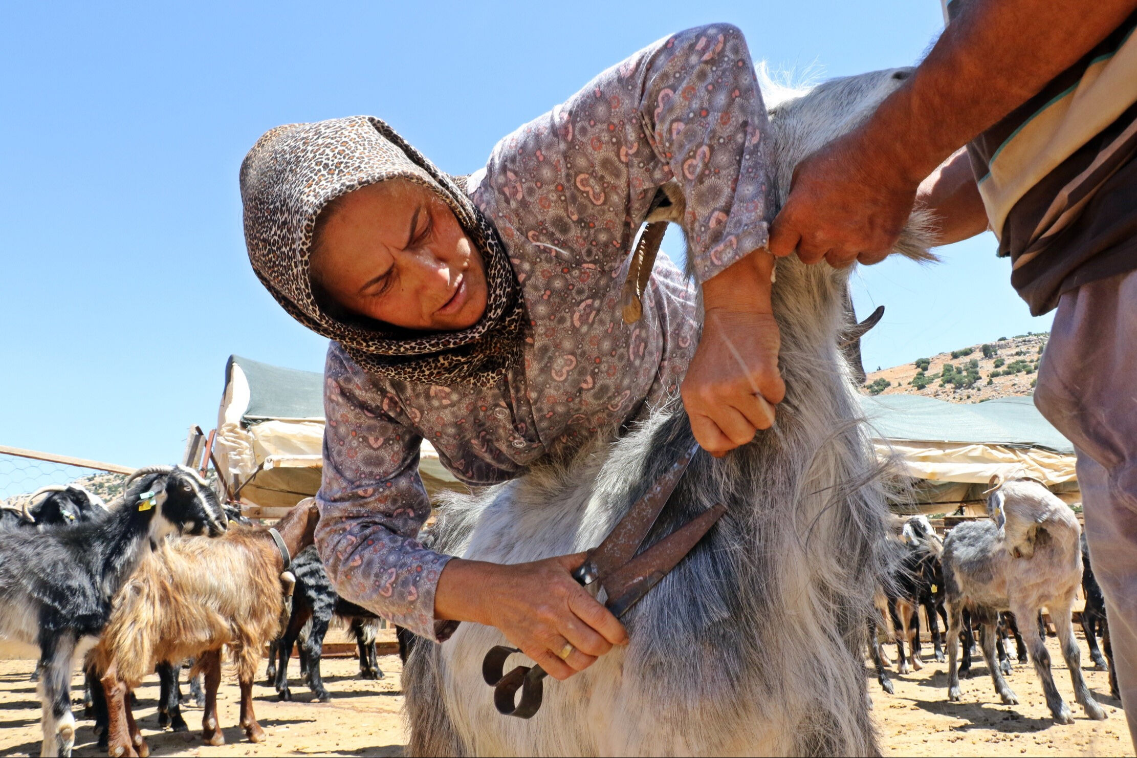 Sürüsünü korumak için bunu da yaptı! İnternetten izlediği videolarla öğrendi, görenler şaşkına döndü Sürüsünü korumak için bunu da yaptı! İnternetten izlediği videolarla öğrendi, görenler şaşkına döndü - 2. Resim