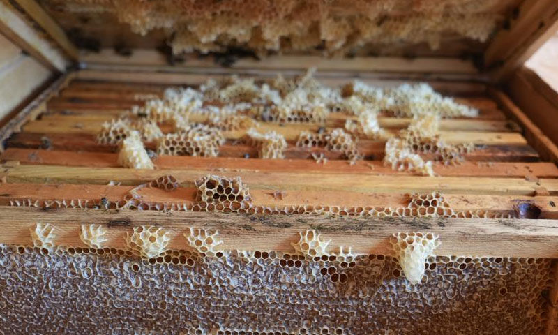 Arı kovanından şifa nefesi… Havasını soluyorlar! Astım, bronşit ve alerjiye çare oluyor Arı kovanından şifa nefesi… Havasını soluyorlar! Astım, bronşit ve alerjiye çare oluyor - 2. Resim