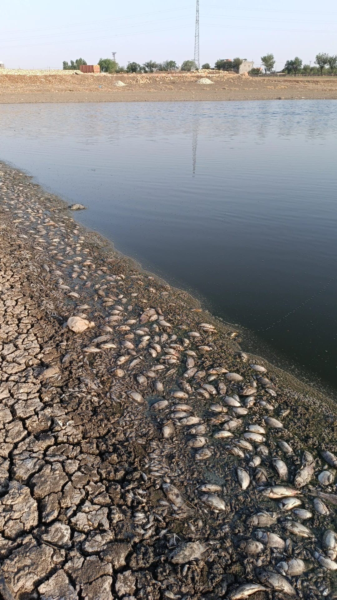 Göletin suları çekildi, binlerce balık telef oldu! Vatandaş kötü kokudan şikayetçi - 3. Resim