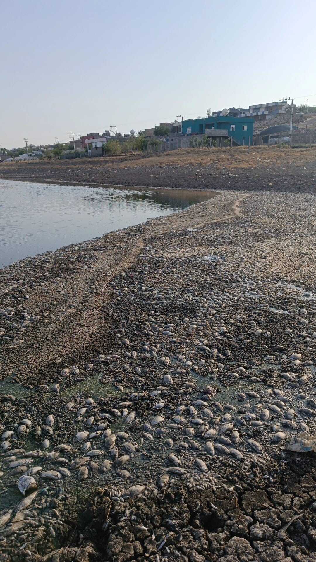 Göletin suları çekildi, binlerce balık telef oldu! Vatandaş kötü kokudan şikayetçi - 2. Resim