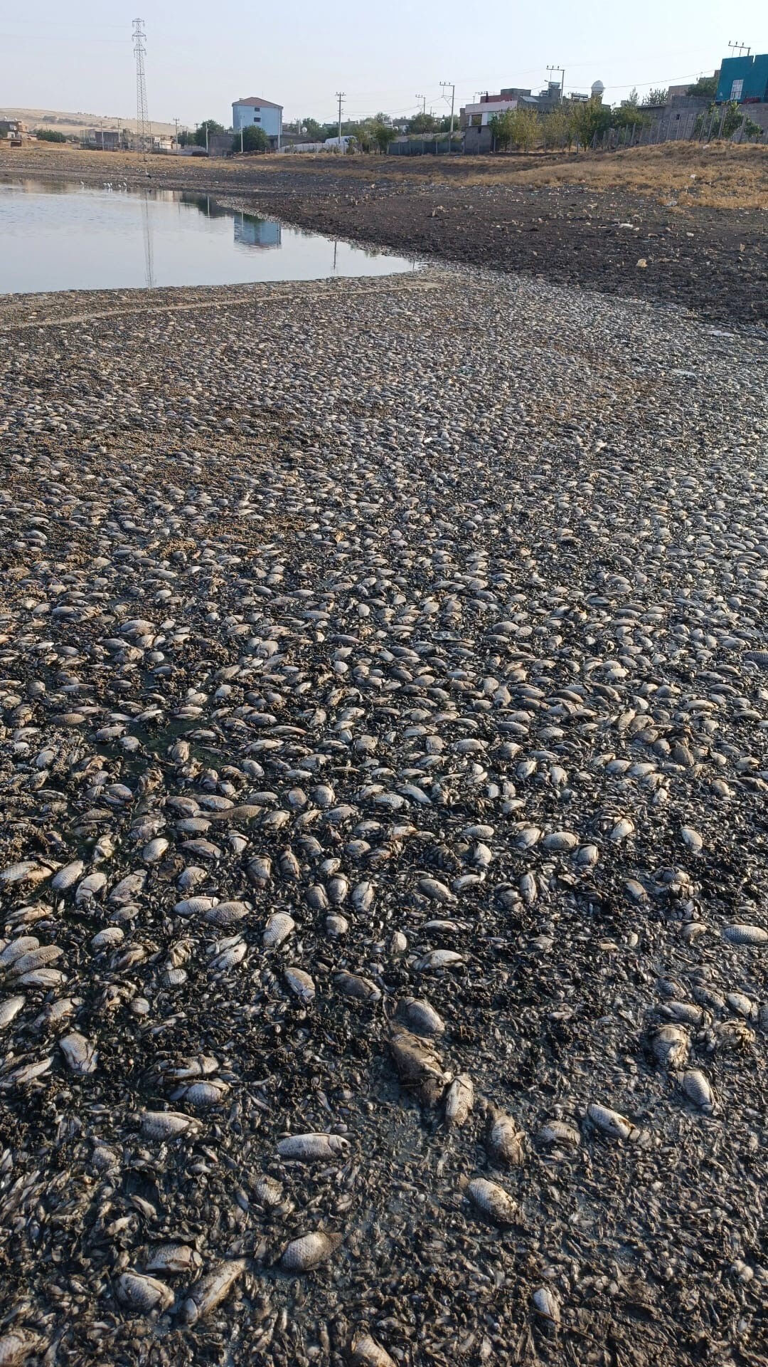 Göletin suları çekildi, binlerce balık telef oldu! Vatandaş kötü kokudan şikayetçi - 1. Resim