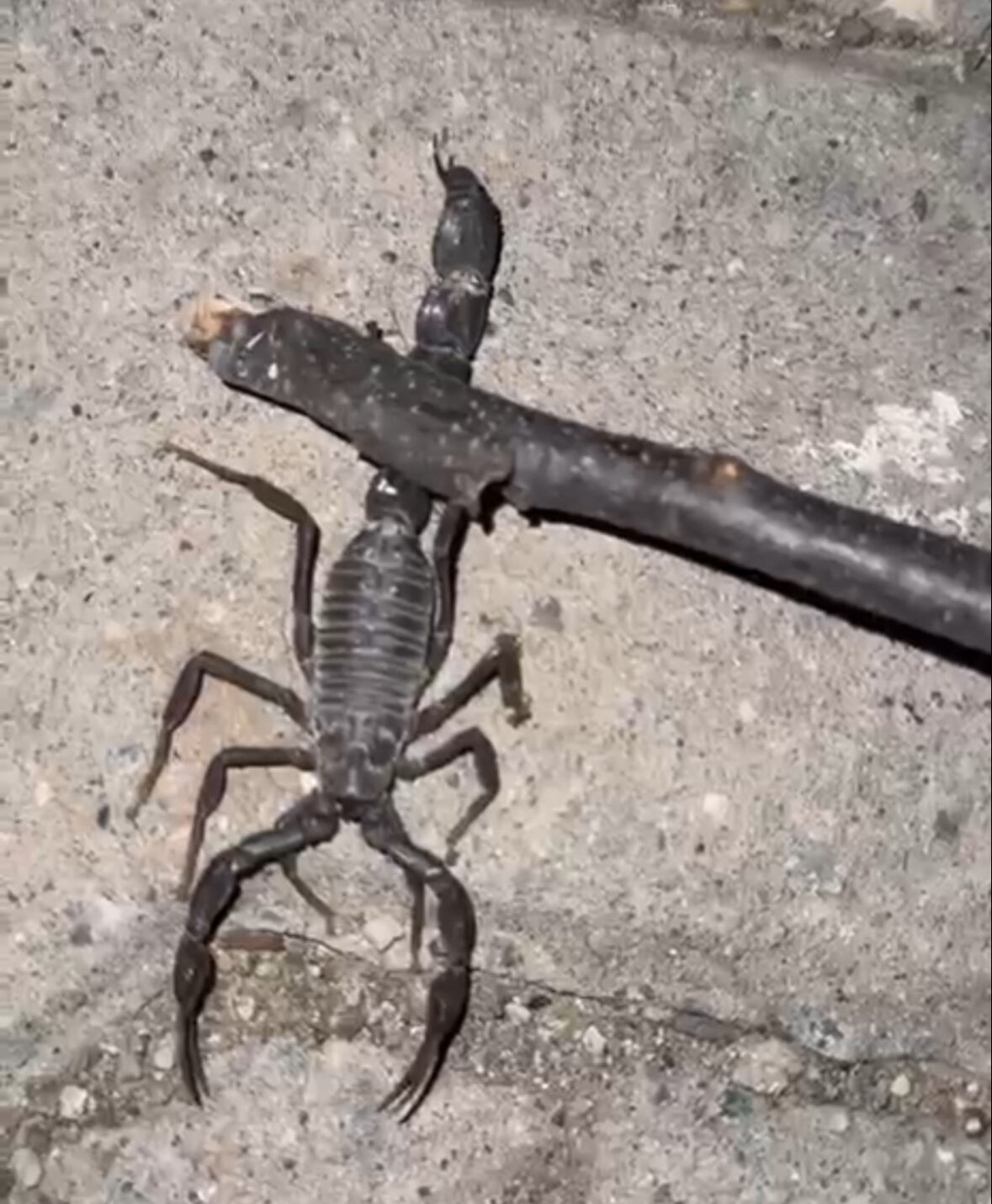 Köyün altı kaynıyor, kimse dışarı çıkamıyor! Köylüler kabusa isyan etti: Baş edemiyoruz, yardım edin - 1. Resim