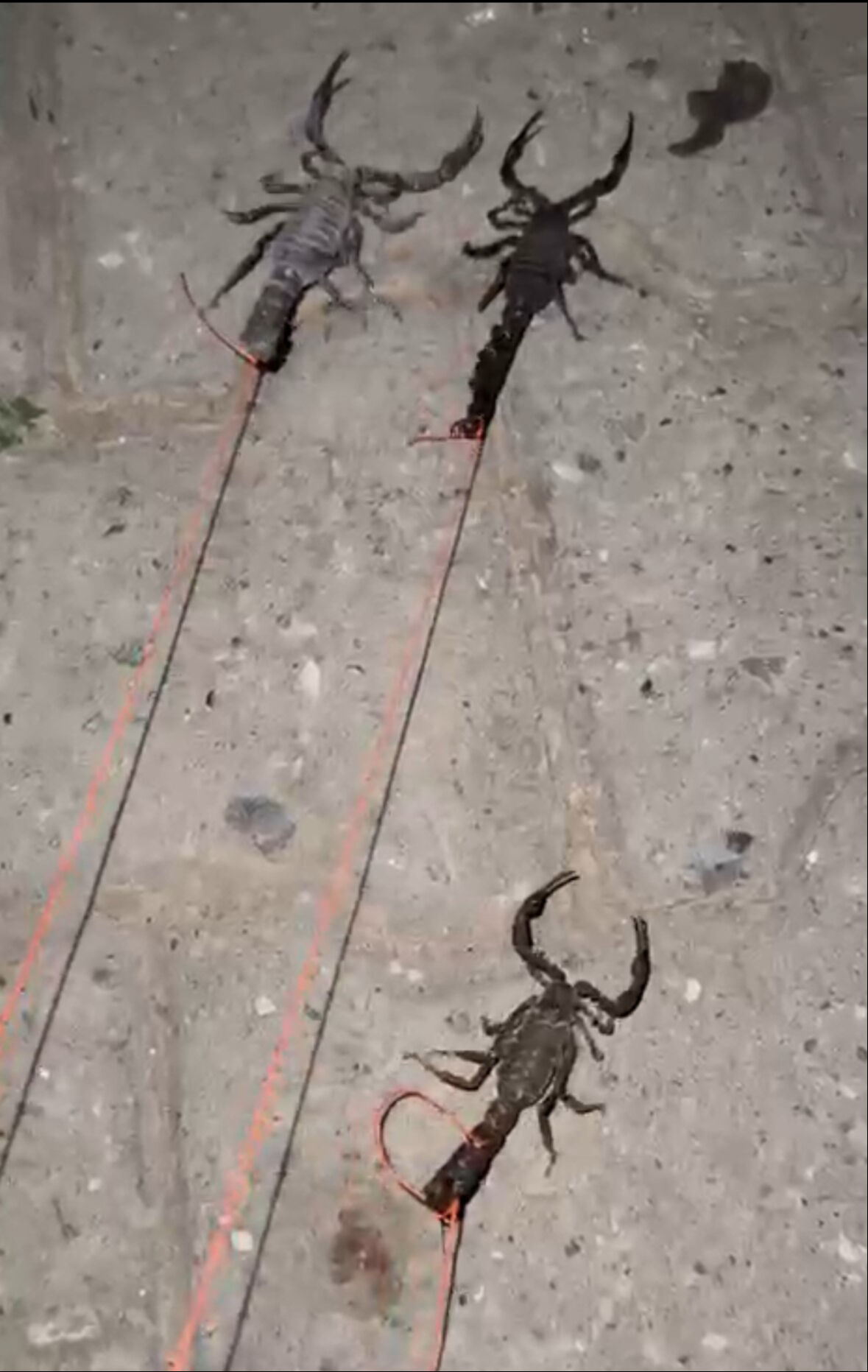 Köyün altı kaynıyor, kimse dışarı çıkamıyor! Köylüler kabusa isyan etti: Baş edemiyoruz, yardım edin - 2. Resim