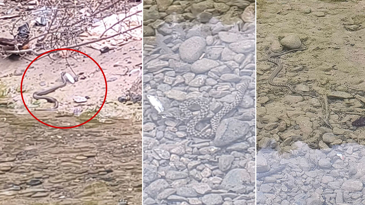 Piknik için gittiler, belgesel gibi kaydettiler! Osmaniye'de yılanın balık avı kameraya yansıdı - 1. Resim
