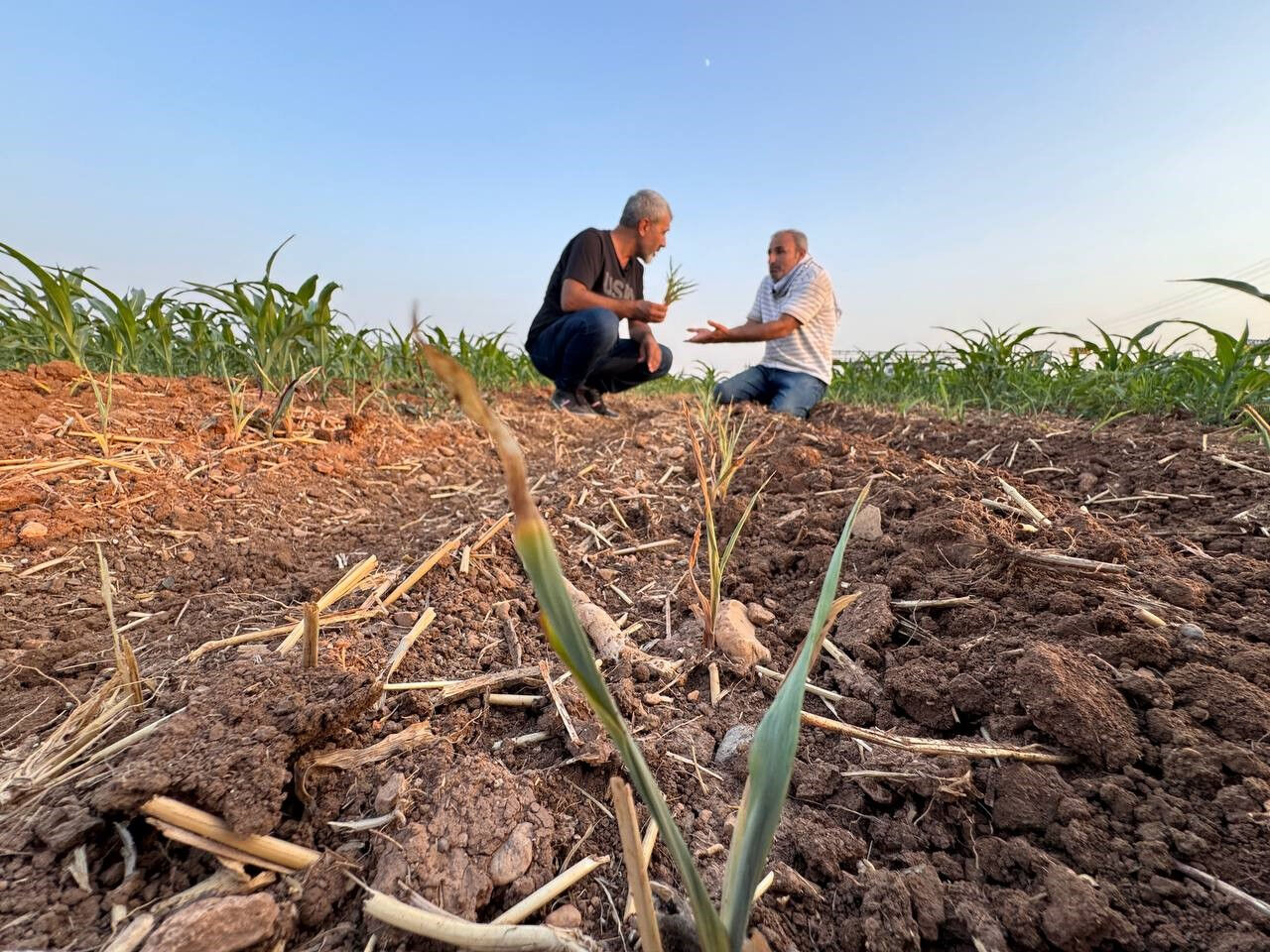 400 bin TL'lik yatırıma rağmen tarla boş kaldı... Suruçlu çiftçi isyan etti: Ruh sağlığım bozuldu - 3. Resim