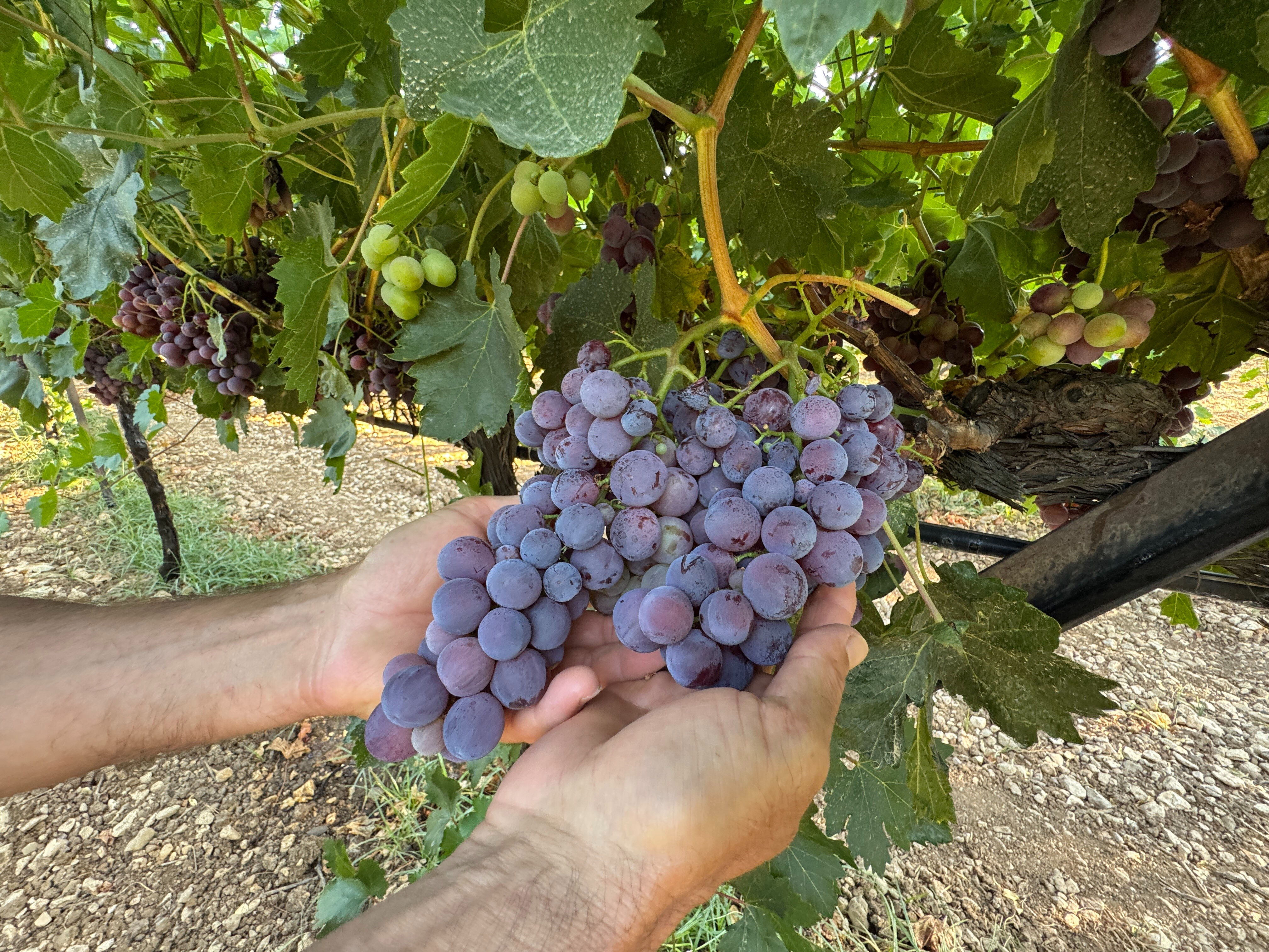 6 dönümde 5 çeşit ürünle marka haline geldi! En küçük salkım 1 kilo veriyor 6 dönümde 5 çeşit ürünle marka haline geldi! En küçük salkım 1 kilo veriyor - 2. Resim